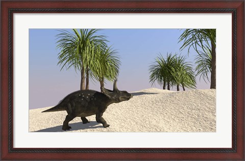 Framed Triceratops Walking in a Tropical Environment 3 Print