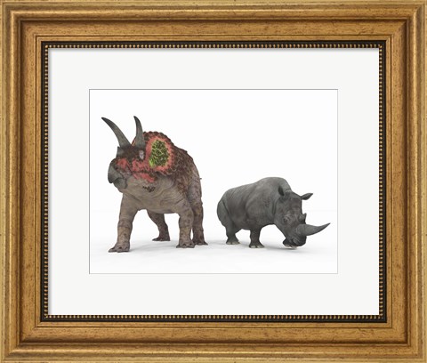 Framed adult Triceratops Compared to a modern adult White Rhinoceros Print