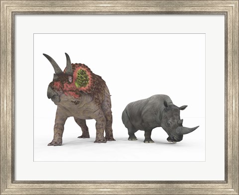 Framed adult Triceratops Compared to a modern adult White Rhinoceros Print