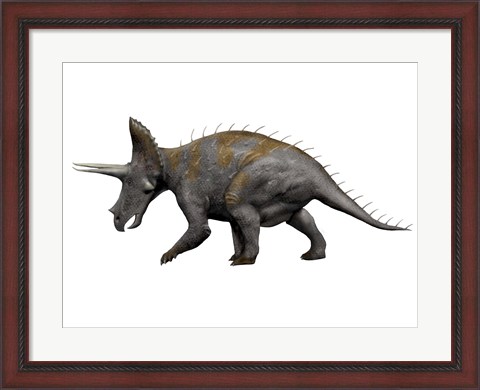 Framed Triceratops Dinosaur 1 Print
