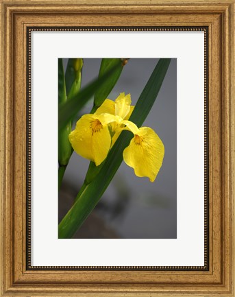 Framed Yellow Flag Iris Print