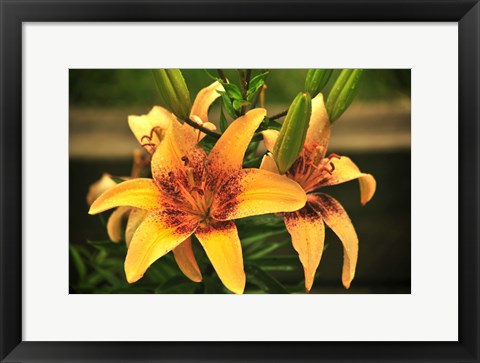 Framed Lily Print