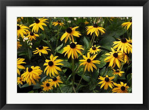 Framed Black-Eyed Susans Print