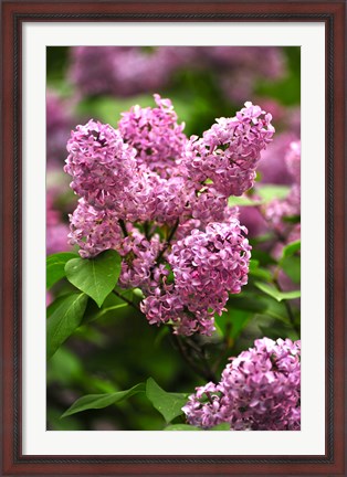 Framed Lilacs Print