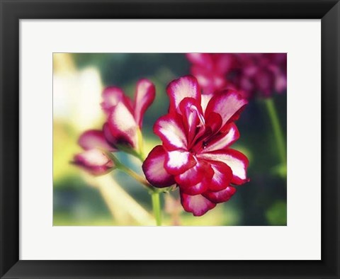 Framed Pink Blossom I Print