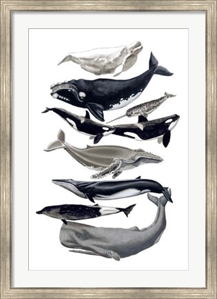 Framed Whale Display I Print