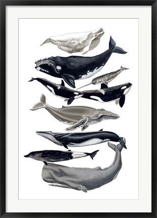 Framed Whale Display I Print