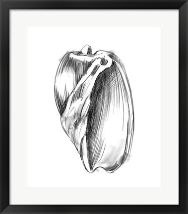 Framed Shell Sketch III Print