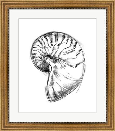 Framed Shell Sketch IV Print