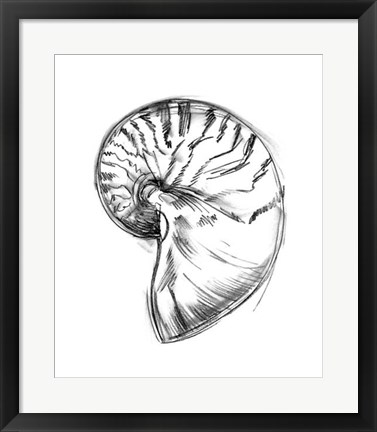 Framed Shell Sketch IV Print