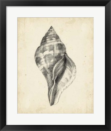 Framed Antique Shell Study II Print