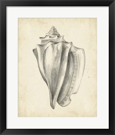 Framed Antique Shell Study IV Print