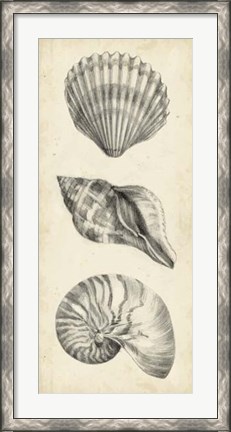 Framed Antique Shell Study Panel I Print