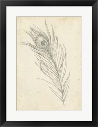 Framed Peacock Feather Sketch I Print