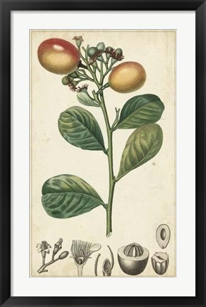 Framed Exotic Fruits II Print