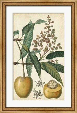 Framed Exotic Fruits III Print