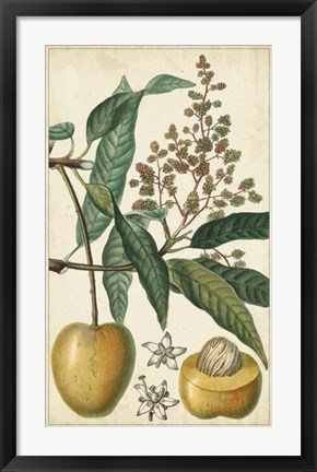 Framed Exotic Fruits III Print