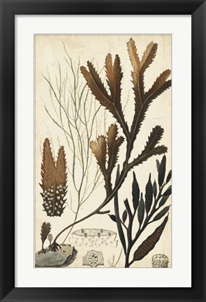 Framed Turpin Seaweed I Print
