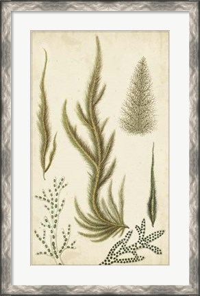 Framed Turpin Seaweed IV Print