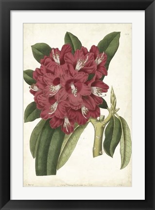 Framed Antique Rhododendron II Print