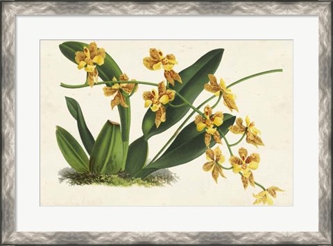 Framed Graceful Orchids III Print
