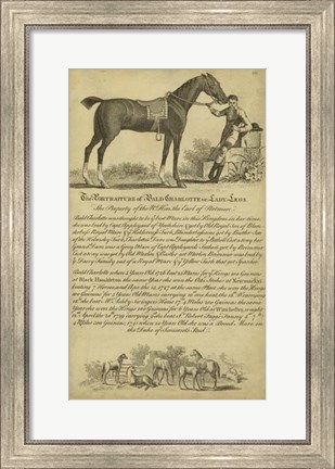 Framed Horse Portraiture VII Print