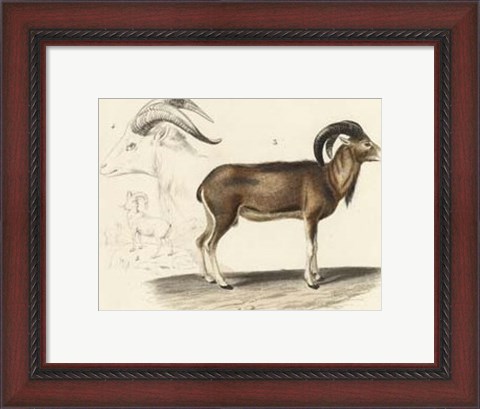 Framed Antique Antelope &amp; Ram Study Print