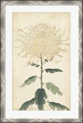 Framed Elegant Chrysanthemums III Print