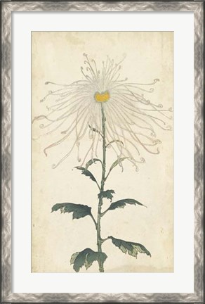 Framed Elegant Chrysanthemums V Print