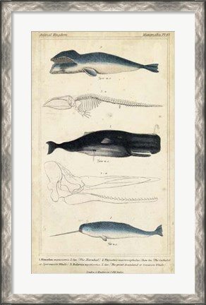 Framed Antique Whale &amp; Dolphin Study III Print