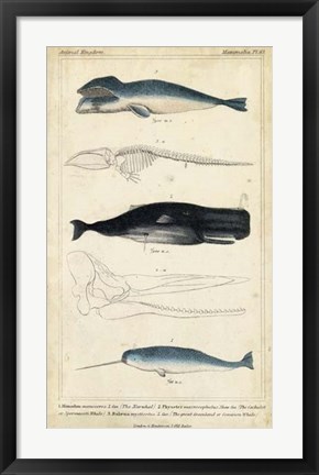 Framed Antique Whale &amp; Dolphin Study III Print