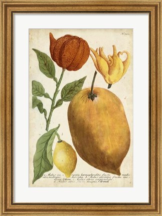 Framed Exotic Citrus II Print