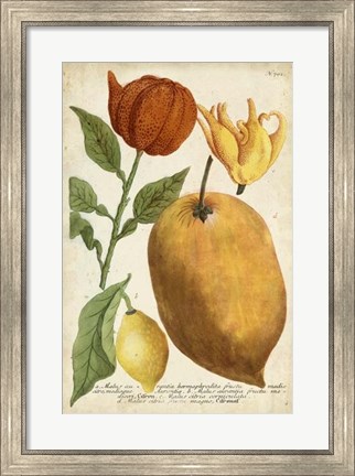 Framed Exotic Citrus II Print