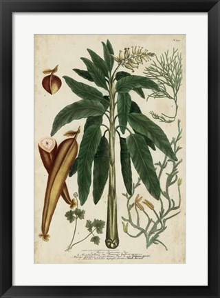 Framed Vintage Tropicals II Print