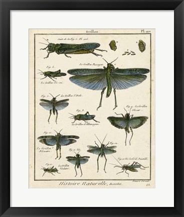 Framed Histoire Naturelle Insects II Print