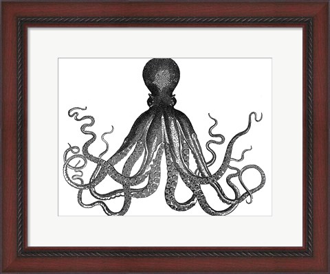 Framed Octopus Vintage Print