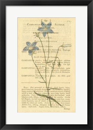 Framed Bell Flower Print