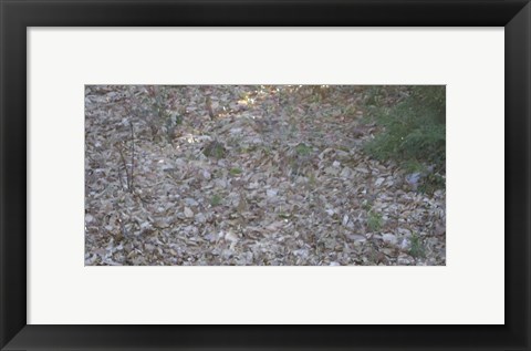 Framed Leaves &amp; Trees Print