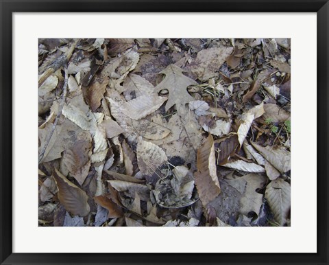Framed Leaf Camo Print