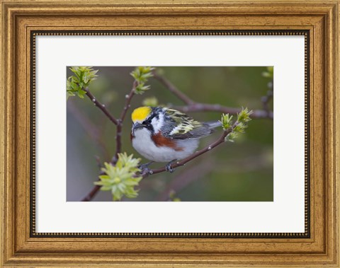 Framed Blue Jay on Tree Limb Print