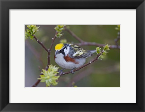 Framed Blue Jay on Tree Limb Print