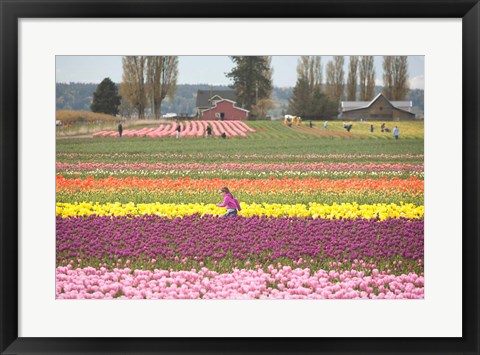 Framed Tulip Farm, Washington Print