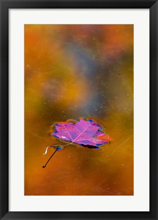 Framed Quebec Autumn Leaf on Pond Print
