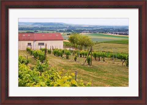 Framed View Over the Mother Vines, Champagne, France Print