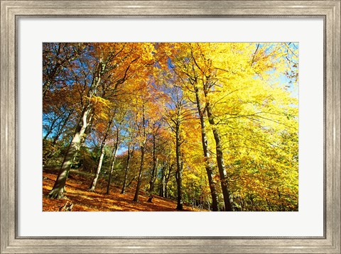 Framed Autumn Leaves of Trees Print