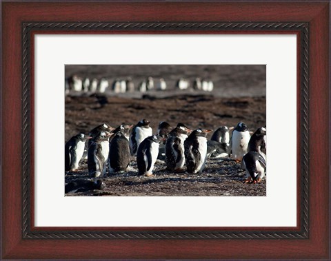 Framed Falklands, Saunders Island, Print