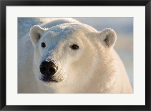 Framed Canada, Manitoba, Hudson Bay, Churchill Polar bear Print