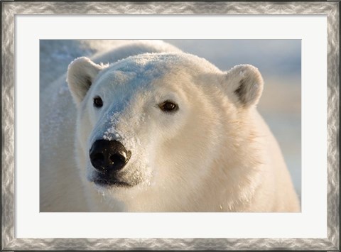 Framed Canada, Manitoba, Hudson Bay, Churchill Polar bear Print