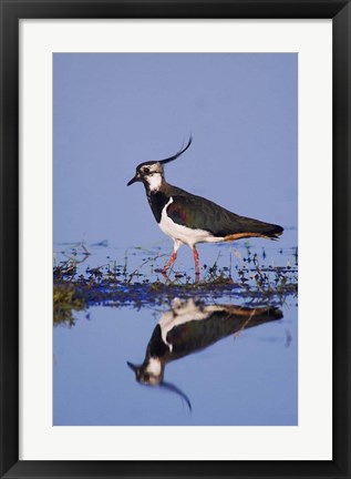 Framed Northern Lapwing Butterfly Print
