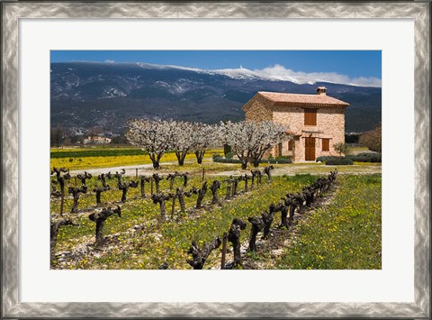 Framed Stone House and Vineyard, Mt Ventoux Print